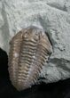 Double Flexicalymene Trilobite Specimen #8334-3